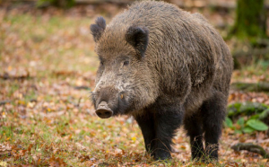 Pesta porcină africană a decimat porcii mistreți din Maramureș