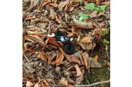O viperă rară a fost văzută într-o pădure din Iași
