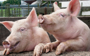 Crescătorii de animale care vor tăia porci vor trebui să facă și examenul trichineloscopic
