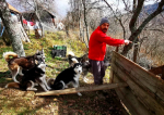 Românul care trăiește cu o haită de husky în munți: „Am lăsat viața la oraș pentru libertate”