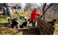 Românul care trăiește cu o haită de husky în munți: „Am lăsat viața la oraș pentru libertate”