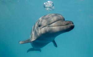 „Eocid” în Marea Neagră: Mii de delfini au murit din cauza războiului declanșat de invazia Rusiei în Ucraina
