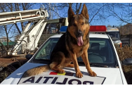   Hoț prins de un câine polițist, la Neamț