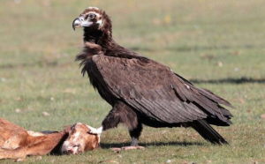 Vulturul negru, pasarea disparuta in Romania de peste jumatate de secol,a reparut in Dobrogea la finele anului trecut
