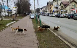  Bătrân atacat de câini, în plină stradă