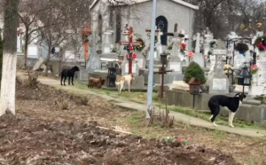 O haită de câini a descins în cimitirul unde se află trupul Anei Oroș - ASPA a fost chemată rapid