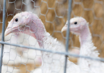 Dezinfecție la fermele de curcani unde a fost depistată gripa aviară