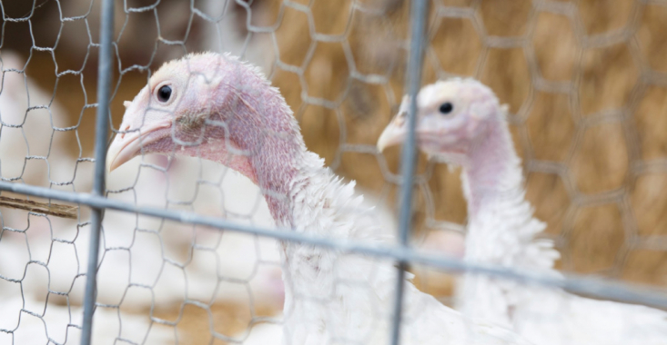 Dezinfecție la fermele de curcani unde a fost depistată gripa aviară