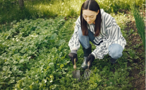 5 SFATURI de îngrijire a grădinii pe tot parcursul anului – Trucuri pentru începători și pasionații de grădinărit