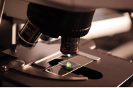 Organoizii, versiuni milimetrice ale organelor umane, dezvoltaţi în laborator. Revoluţie ştiinţifică