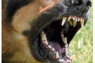 Un botoșănean a fost amendat din cauza câinelui agresiv