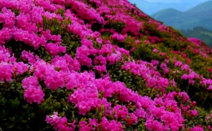 Paradisul roz din Carpați. Minunea de pe creste care rivalizează cu arbuștii mediteraneeni 