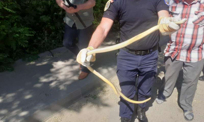 Un șarpe lung de 1,5 metri i-a speriat pe bârlădeni