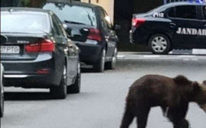 Un urs care a căzut de la etajul unu al parcării unui mall din Brașov a fost eutanasiat