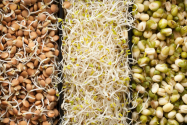 Beneficiile consumului de seminte germinate