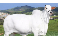 Cea mai scumpă vacă din lume. Cu cât a fost vândută la licitație, în Brazilia