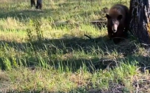  Nemțean atacat de un urs în timp ce culegea ciuperci
