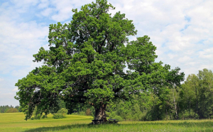  Povestea stejarului din Borzești