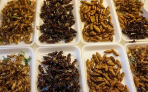 Avem lege pentru „alimentele noi”: Vierme galben, greier de casă şi alte insecte