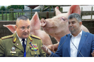 România importă 80% din carnea de porc
