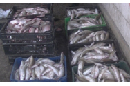 Acțiune de amploare în Delta Dunării: Peste 200 de kilograme de pește și 42 de unele de pescuit au fost confiscate
