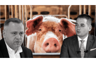 Guvernul interzice vânzarea porcilor din gospodăriile românilor printr-o portiţă legislativă
