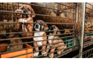 Coreea de Sud renunță la o tradiție veche - Se va interzice consumul cărnii de câine