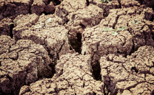 Schimbările climatice fac ravagii în România. În Dolj s-a pierdut o treime din suprafața agricolă. Românii au început să planteze kiwi