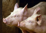 Ministrul Agriculturii: Porcul nu trebuie interzis şi nu se va interzice niciodată în România / Și tatăl meu crește trei porci: unul pentru mine, unul pentru fratele meu şi unul pentru ei