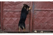  Hachiko de România: un câine aruncat de stăpân pe stradă a plâns în fața porților până a trezit un întreg oraș / Poliția a dat o amendă usturătoare