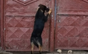 Hachiko de România: un câine aruncat de stăpân pe stradă a plâns în fața porților până a trezit un întreg oraș / Poliția a dat o amendă usturătoare