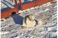 Cruzime faţă de animale: un căţel a fost legat într-un sac şi abandonat în zăpadă. S-a întâmplat în Neamț