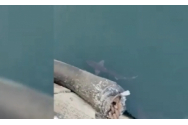 Un rechin a fost surprins la suprafața apei în Constanța