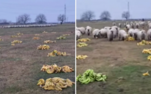 Imaginile au devenit virale în România! Un cioban le dă banane oilor