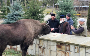 Zimbrul-prieten cu călugării de la Mănăstirea Neamţ. „Simbolul măreţiei Moldovei“