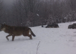 Lupii au început să atace casele din Covasna