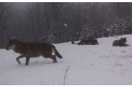Lupii au început să atace casele din Covasna