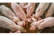 Una dintre cele mai mari ferme de porci se construiește în România