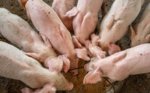 Una dintre cele mai mari ferme de porci se construiește în România