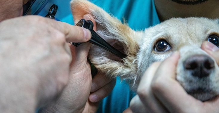 Japca din cabinetele veterinare: Tarife de sute de euro pentru o intervenție, după care urmează tratamentul  