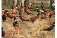 Silvicultorii din Bacău refac populația de fazani. 200 de păsări au fost eliberate în pădurea Fântânele