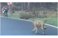 Scene de groază, în plină zi, la Brașov: un lup alerga pe șosea după un biciclist