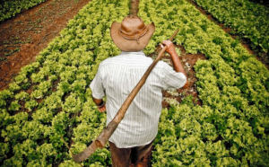 Piaţa muncii - Fermierii ieşeni preferă zilierii, nu angajează cu contract de muncă