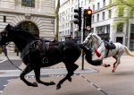 Sscene bizare în inima Londrei - cai ai armatei britanice scăpați de sub control au rănit patru persoane