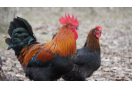 Eurostat: România, în topul țărilor europene cu cel mai mare număr de găini ouătoare
