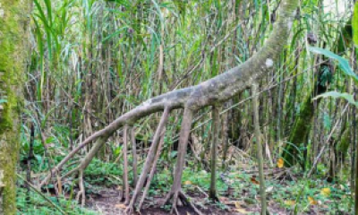 Controversatul caz al copacului care ar merge singur prin pădure: ce au demonstrat studiile științifice