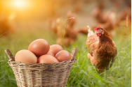  România, loc fruntaș la producția de ouă în Europa
