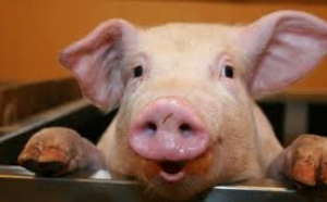 8 curiozități despre porci, animalele pe care le-am domesticit de două ori