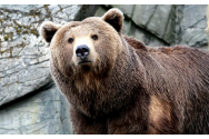   Turiști speriați de urs, la Cascada Duruitoarea