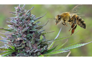 Relația ciudată dintre cannabis și albine ar putea salva planeta: îți schimbă părerea despre marijuana